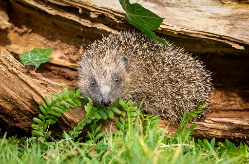 hedgehog - learning to love wildlife in the garden