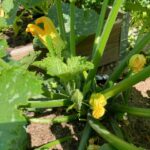 courgettes - july at ravenscraig