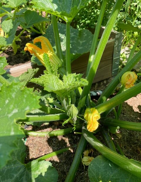 courgettes - july at ravenscraig