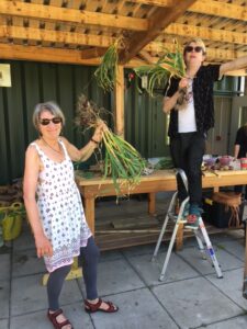 Vols hanging garlic - july at ravenscraig