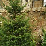 Our potted Christmas tree from 2016, this tree has another life in our garden.