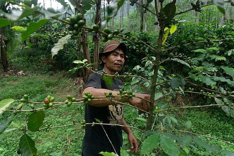 Tasuri taking care of a coffee tree in a tropical rain forest in Indonesia