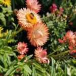 Strawflower