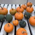 squash grown at Ravenscraig