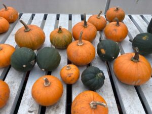 squash grown at Ravenscraig 