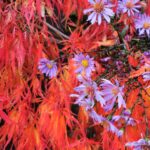 Fiery autumn acer in my garden