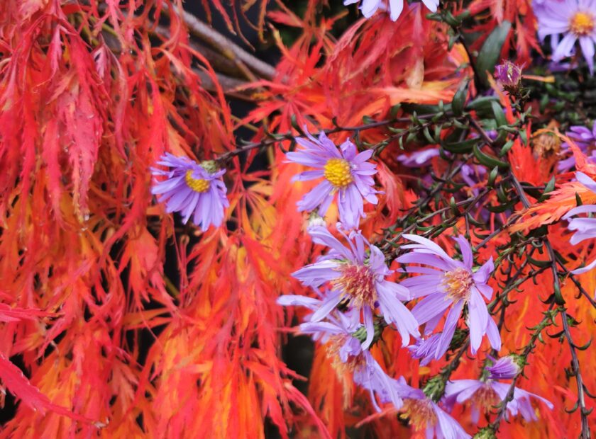 Fiery autumn acer in my garden