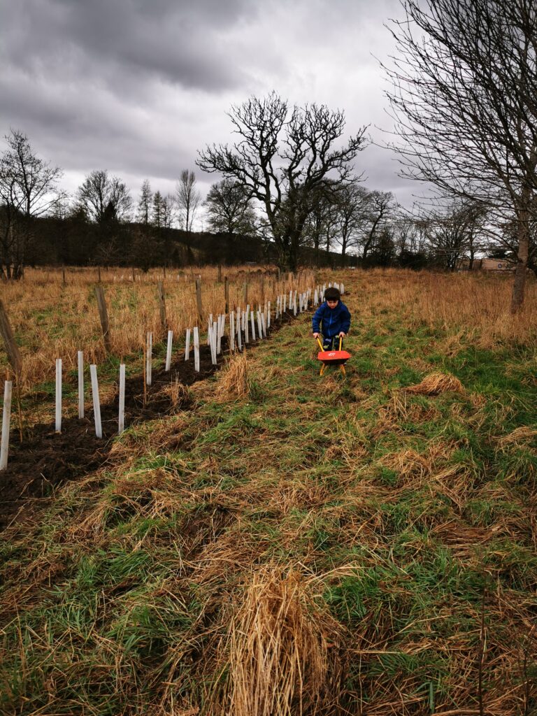 Tree planting in Dollar