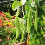 pea pods growing in summer