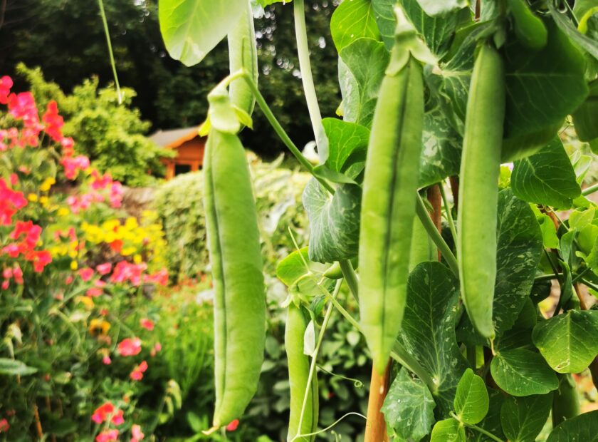 pea pods growing in summer