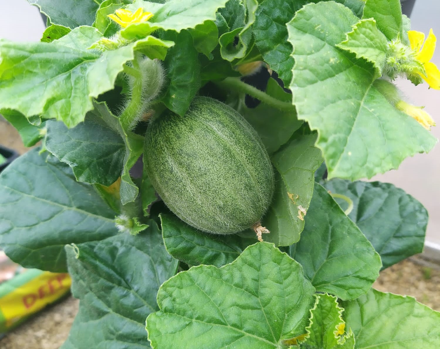 Polytunnel Vision Greener Kirkcaldy