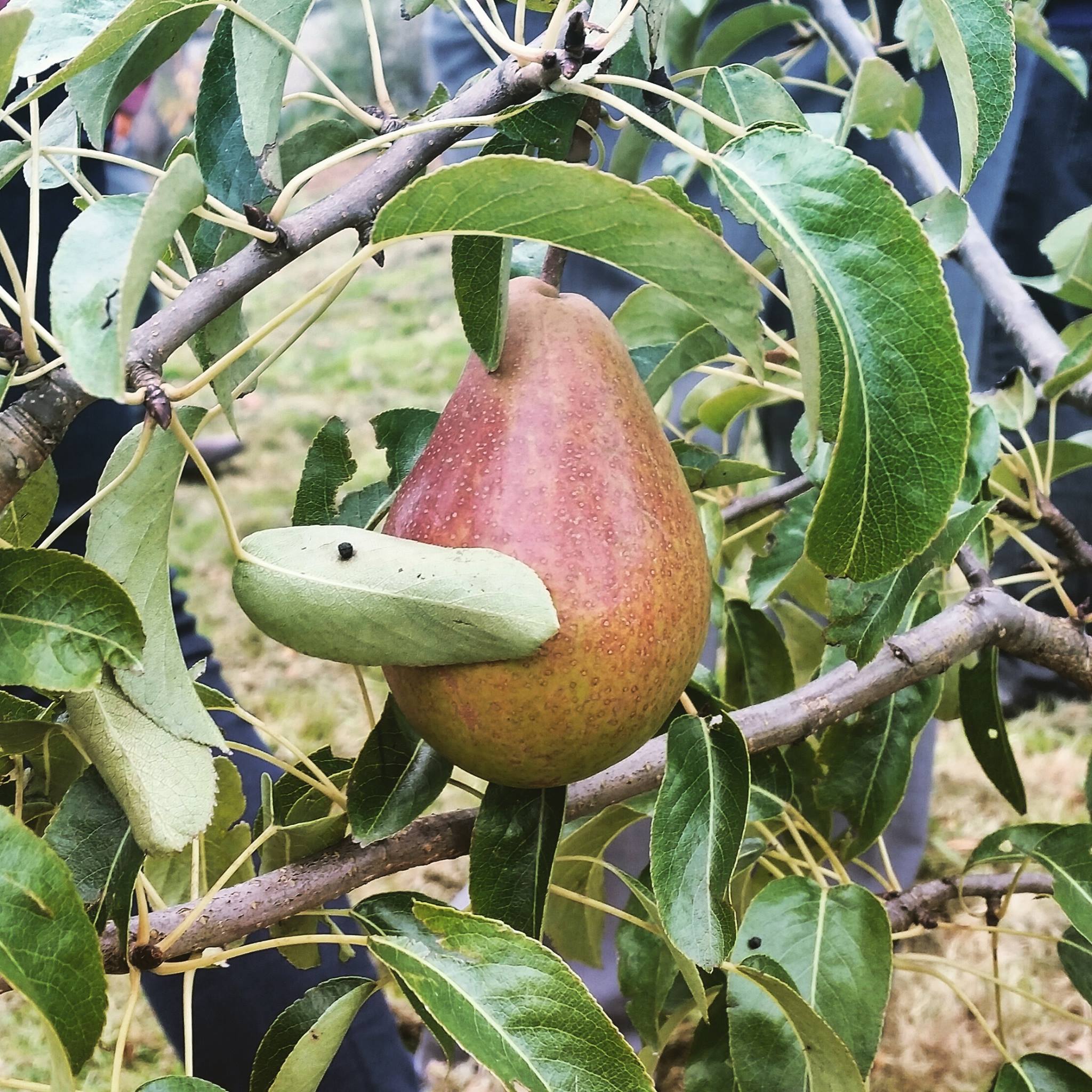 The wonderful world of apples and pears - Greener Kirkcaldy