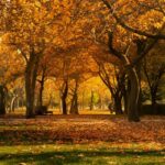 A deep woodland park in autumn colours.