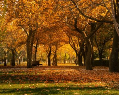 A deep woodland park in autumn colours.