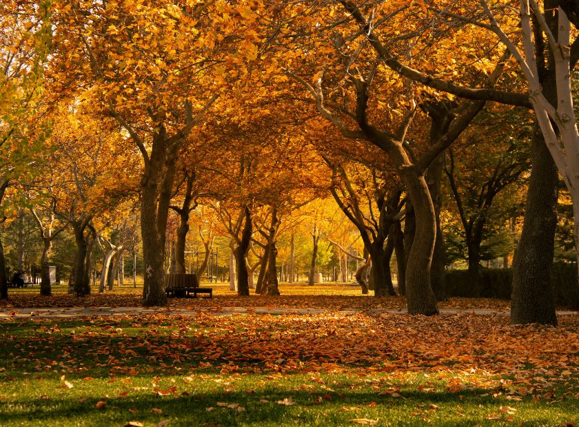 A deep woodland park in autumn colours.